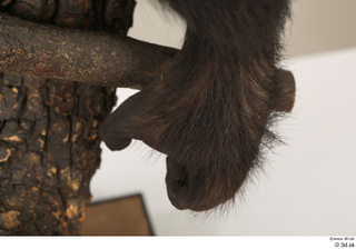 Chimpanzee Bonobo foot 0007.jpg